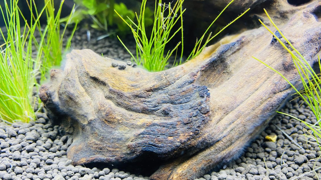 初心者アクアリウム 30cm水槽にネオンテトラを入れる正しい手順 ウィリスの宇宙交信記